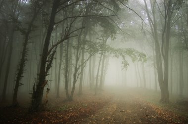 Path through a forest with fog clipart