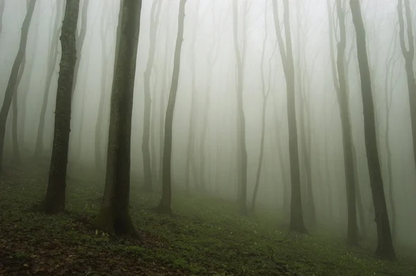Nevoeiro nascente em uma floresta ao amanhecer — Fotografia de Stock