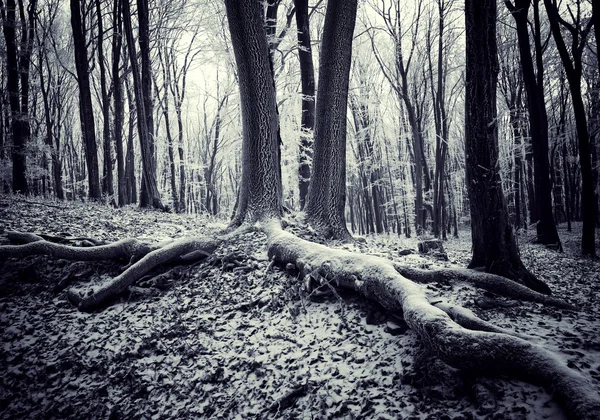 在森林里的一棵树的根 — 图库照片