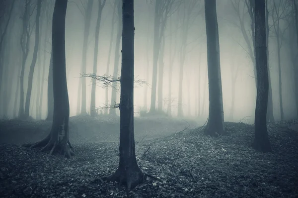 Luz misteriosa na floresta — Fotografia de Stock