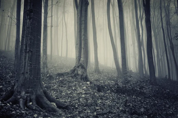 Floresta velha com nevoeiro — Fotografia de Stock