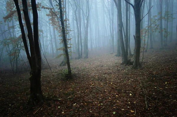 暗い森の太陽光線 — ストック写真