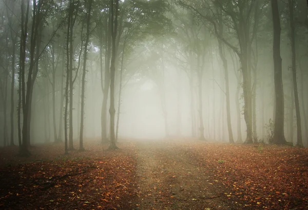Δρόμο μέσα από ένα πολύχρωμο ομιχλώδες δάσος — Φωτογραφία Αρχείου