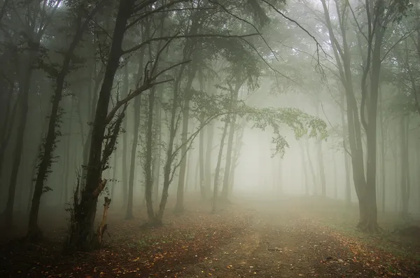 Caminho através de uma floresta com nevoeiro — Fotografia de Stock