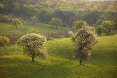 Spring landscape with green grass and trees at sunset clipart