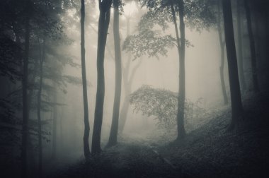 Silhouette of trees in a forest with fog clipart