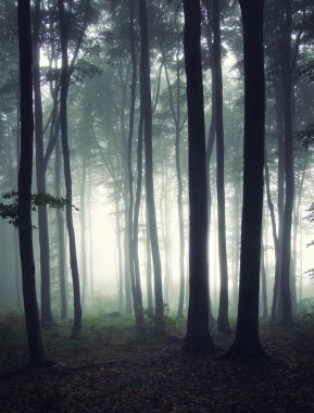 Vertical photo of a forest at morning clipart