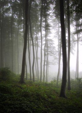 Vertical photo of a green forest with fog clipart