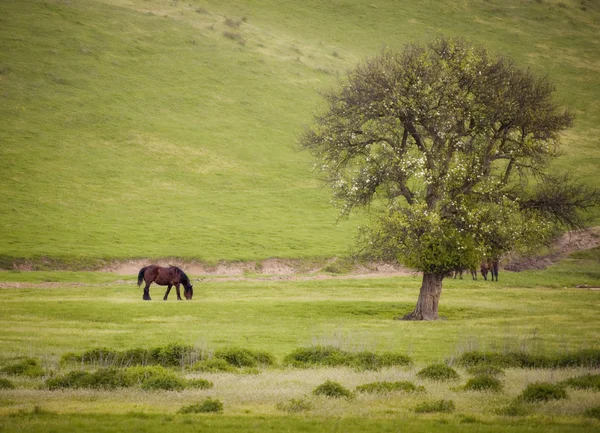 Paysage printanier avec arbre à chevaux et herbe verte le matin — Photo