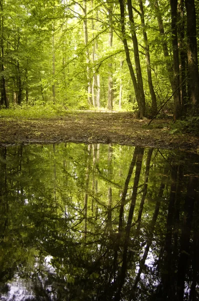 Reflexion von Bäumen in einem See aus einem Wald — Stockfoto