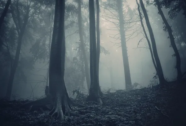 Pinhais em uma floresta escura com nevoeiro — Fotografia de Stock