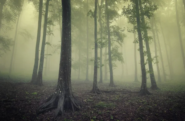 Zöld erdőben a fák között, köd — Stock Fotó