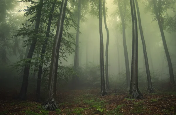 Forêt verte avec brouillard entre les arbres — Photo