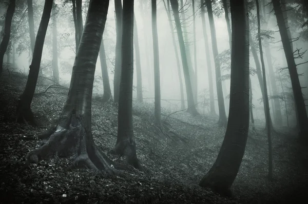 Paisagem escura de uma floresta com árvores negras e nevoeiro — Fotografia de Stock