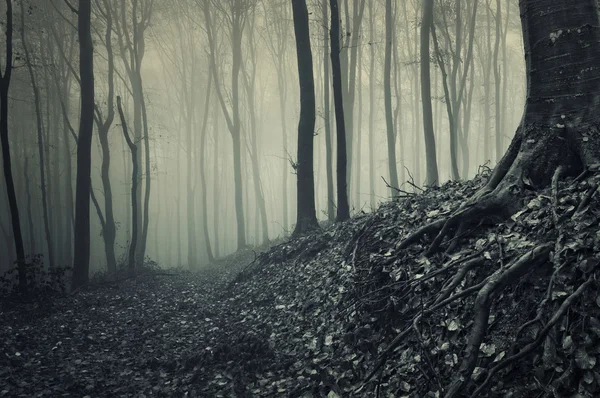 Radici di un albero da una foresta nebbiosa — Foto Stock
