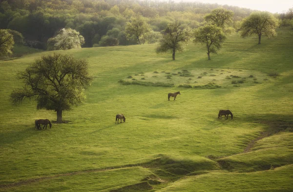 Wiosnę krajobraz z konia i drzew na wieczór — Zdjęcie stockowe