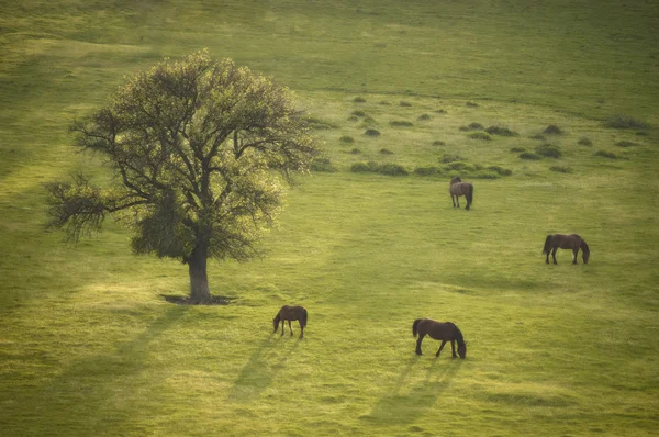 Летний пейзаж с деревьями и лошадьми на закате — стоковое фото