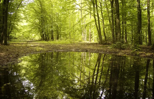 Árboles de un bosque verde que se refleja en el agua —  Fotos de Stock