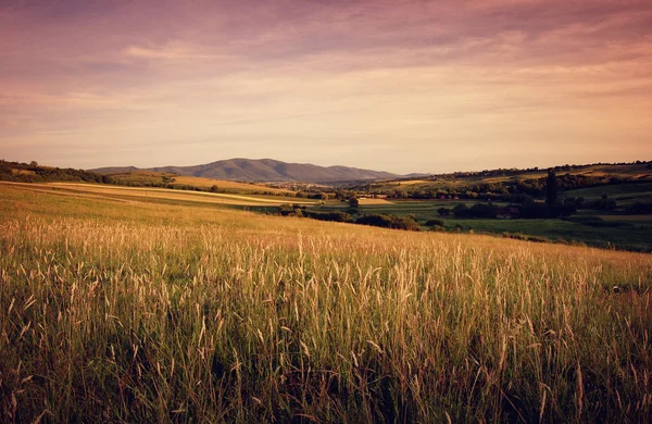 Krajobraz lato wieczorem z wzgórza i trawy — Zdjęcie stockowe