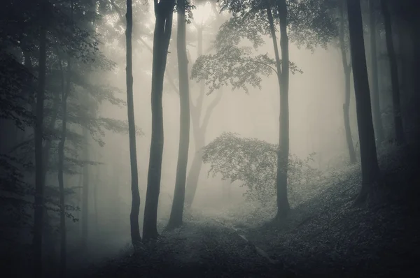 Silhuett av träd i en skog med fog — Stockfoto