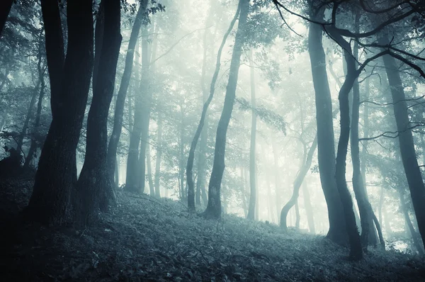 Koude bos met mist bij avond — Stockfoto