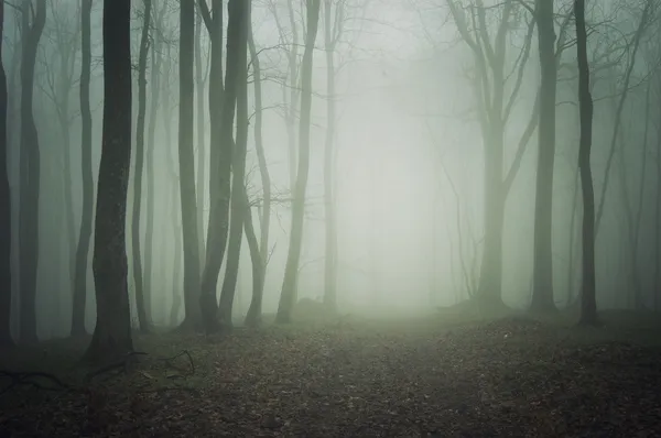 Sentiero attraverso una foresta buia con nebbia — Foto Stock