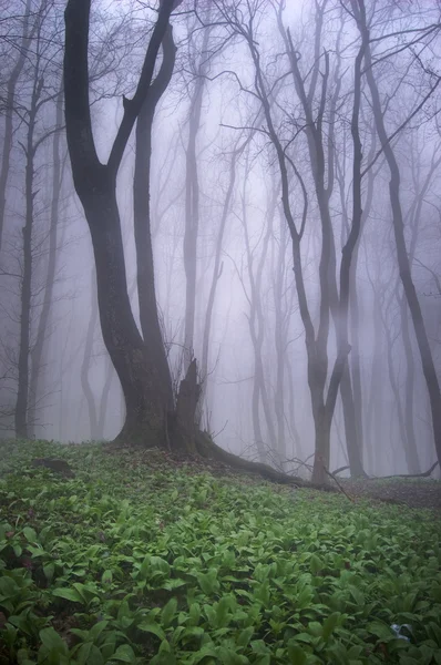 Krásný strom v lese s trávou — Stock fotografie