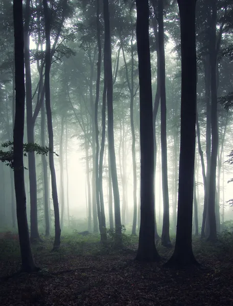 Κάθετη φωτογραφία ενός δάσους στο πρωί — Φωτογραφία Αρχείου