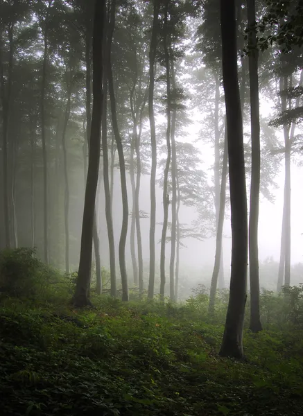 Függőleges fénykép egy zöld erdő a köd — Stock Fotó