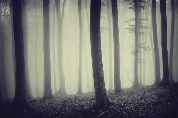 Alberi in una foresta nebbiosa — Foto Stock