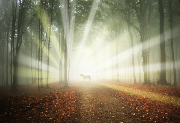Witte paard in een magische forest met zonnestralen en mist tussen bomen — Stockfoto