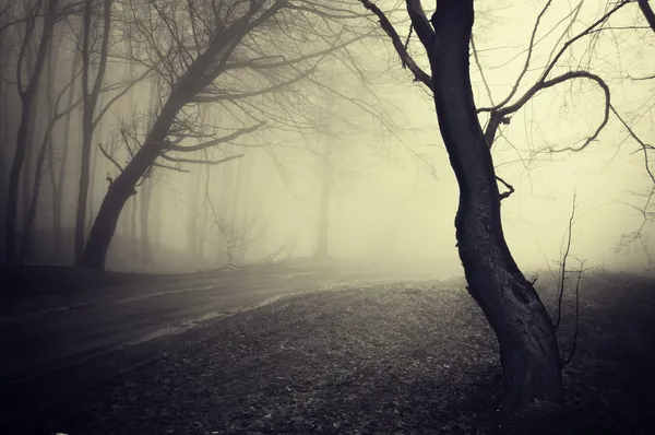 Old looking photo of a path through a forest with fog at morning — Stock Photo, Image