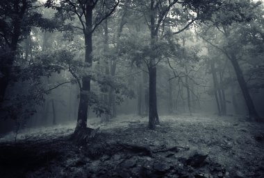 Oak trees in a forest with fog clipart