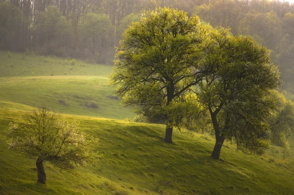 Tavaszi tájat a fák és a zöld fű, naplementekor — Stock Fotó