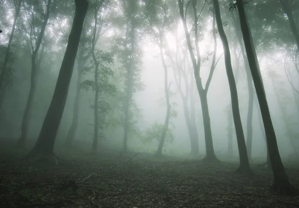 Bela floresta com nevoeiro entre árvores — Fotografia de Stock