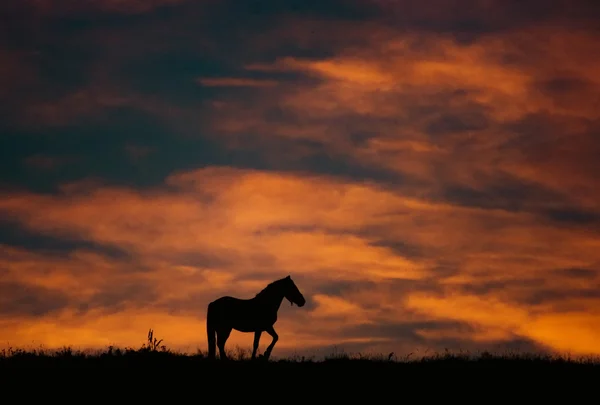 Zachód krajobraz z konia i piękne ciepłe kolory — Zdjęcie stockowe