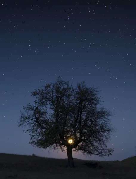 Photo d'un arbre la nuit avec lune et étoiles — Photo