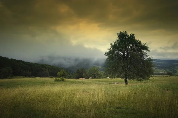 Paisaje con niebla del cielo dramático árbol y hermosos colores otoñales — Foto de Stock