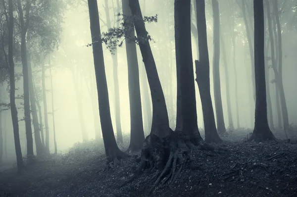 Drzewa w licznik światło w lesie — Zdjęcie stockowe