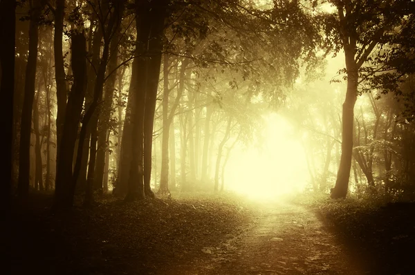 Luz no final de uma estrada florestal no outono — Fotografia de Stock