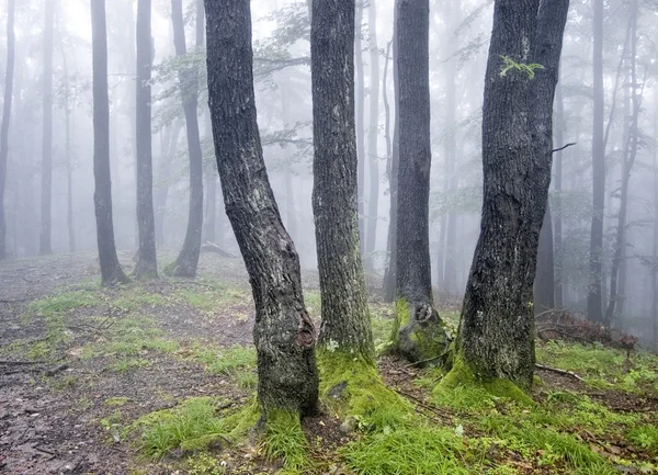 Ομάδα δέντρων σε ένα δάσος με πράσινο γρασίδι και ομίχλη — Φωτογραφία Αρχείου
