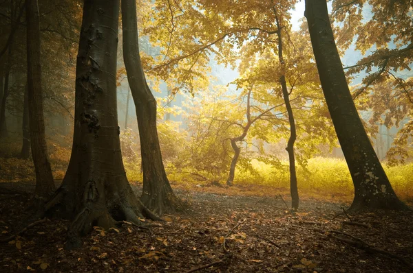 Podzim v barevné lese s pomerančové listí — Stock fotografie
