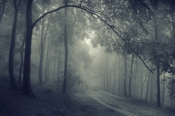 Bir orman yoluyla yol — Stok fotoğraf