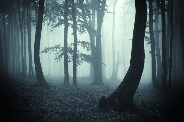 Silhouettes d'arbres dans une forêt sombre — Photo