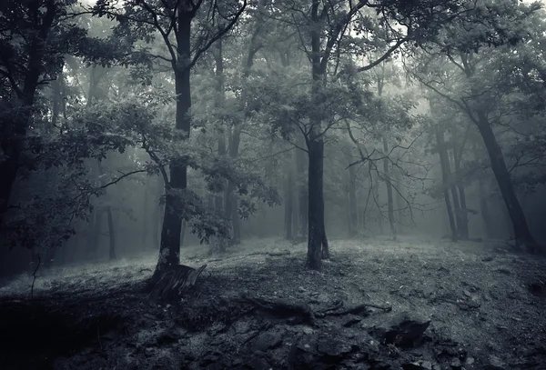 Carvalhos em uma floresta com nevoeiro — Fotografia de Stock