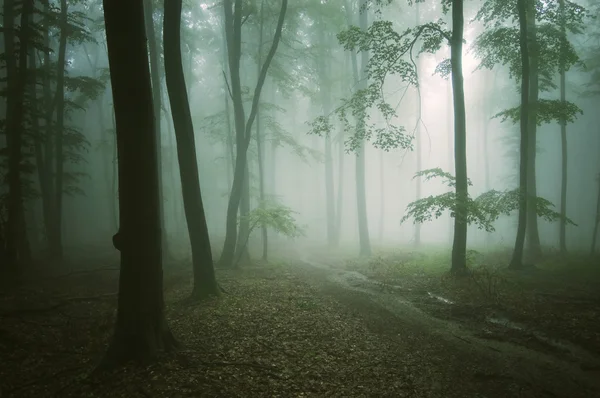 Estrada através de uma floresta verde com árvores velhas — Fotografia de Stock