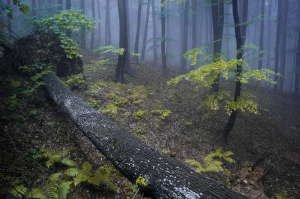 Noite em uma floresta nebulosa — Fotografia de Stock