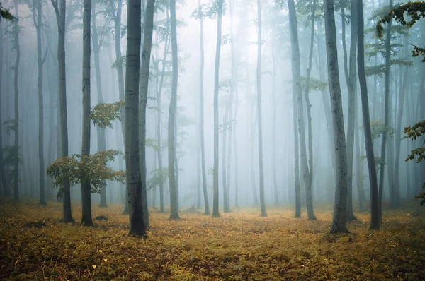 Forest met oranje bladeren en gras — Stockfoto
