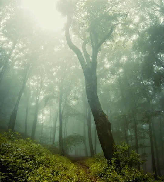 Skogsvegetation runt ett stort gammalt träd — Stockfoto