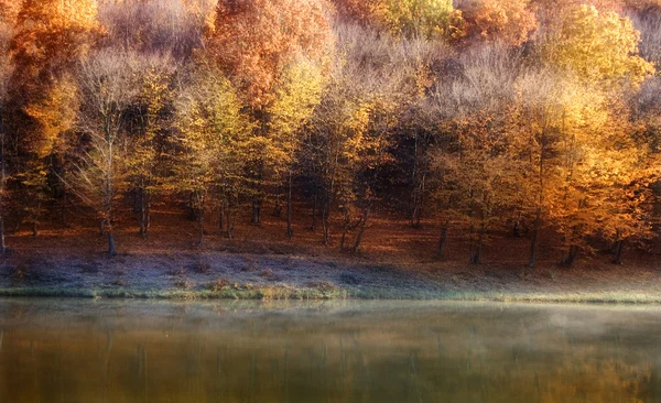 Colori di autunno su una foresta vicino a un lago — Foto Stock
